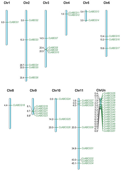 The chromosomal location of the pigeon pea ABCG genes.