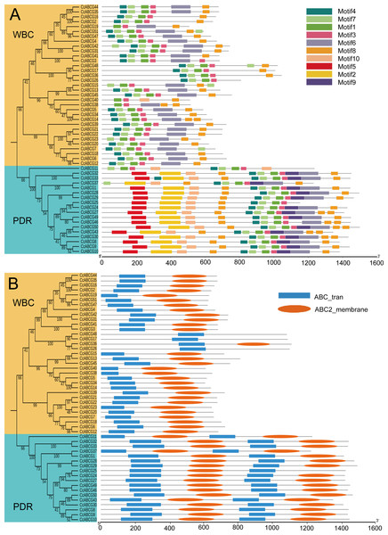 Motifs and conserved domain of CcABCGs.