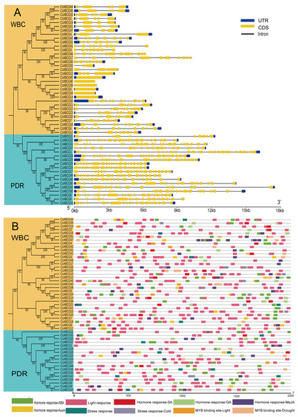 Gene structure and cis-elements analysis of ABCG genes.