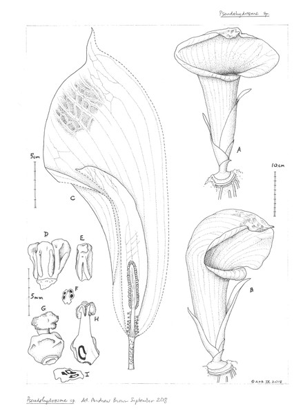 Pseudohydrosme ebo (van der Burgt 1888, K, YA).