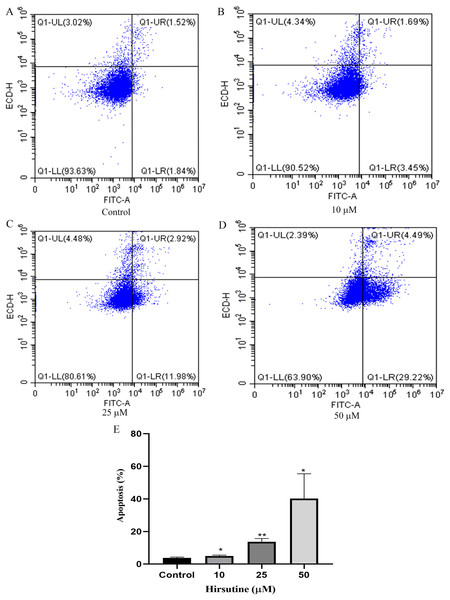Apoptosis of Jurkat Clone E6-1 cells after treatment with different doses of hirsutine. Jurkat Clone E6-1 cells were treated with different doses of hirsutine for 48 h and measured by flow cytometry.