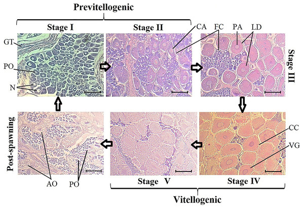 Histological sections of oocyte differentiation in ovaries from Penaeus vannamei.