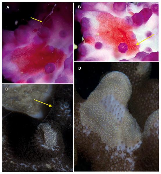 Coeloplana sp. Cryptic species of benthic ctenophores that lack ctene rows but possess tentacles (arrows).