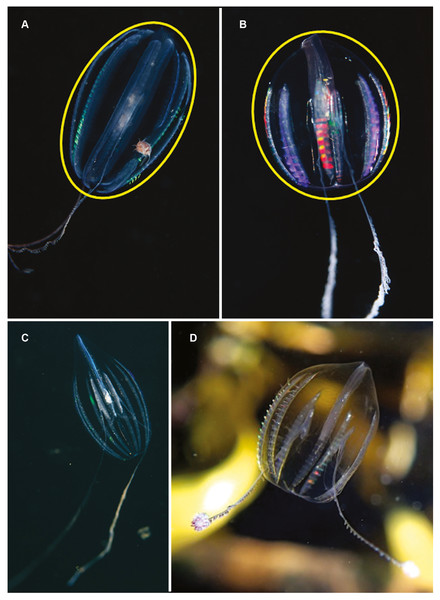 Differences in overall body shape of the cydippid ctenophores Hormiphora sp. (A, C) and Pleurobrachia sp. (B, D).