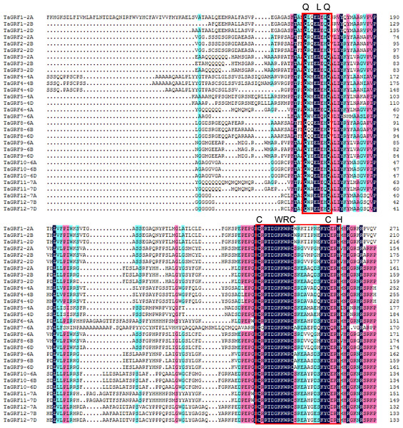 Protein sequence alignment of TaGRFs.