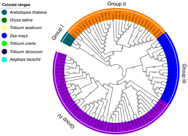 Phylogenetic tree of GRFs predicted in bread wheat and known in maize, rice, Arabidopsis, T. urartu, T. dicoccoides and Ae. tauschii.