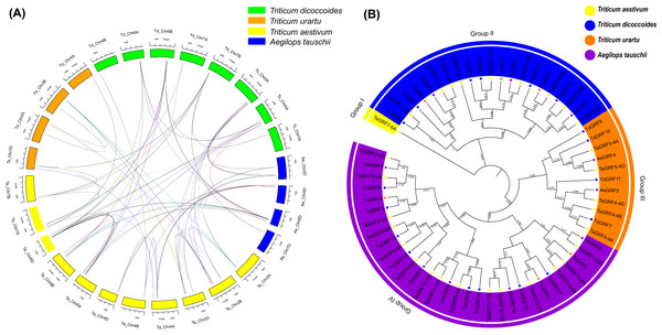 Synteny (A) and Phylogenetic (B) analyses for GRF genes in T. aestivum and its subgenomic progenitors T. urartu, T. dicoccoides and Ae. tauschii.