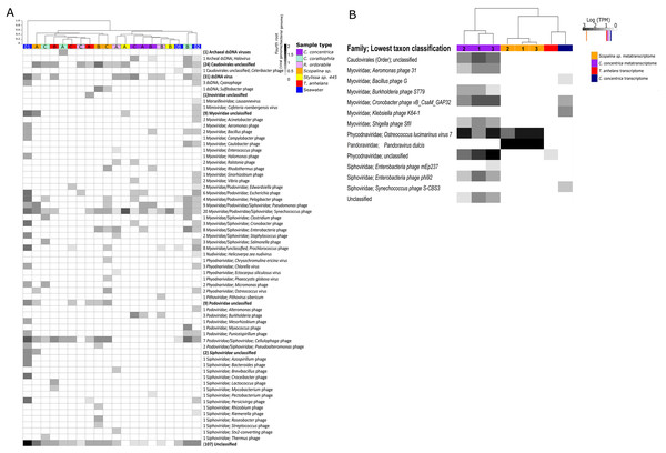 Viral communities identified within sponges and seawater metagenomes (A) and (meta-) transcriptomes (B).