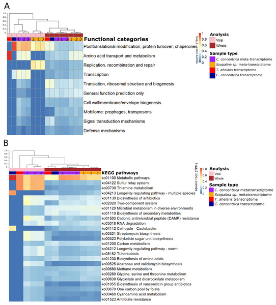 Functional gene analysis of sponge viral and whole (viral and prokaryotic) meta-transcriptomes and transcriptomes.