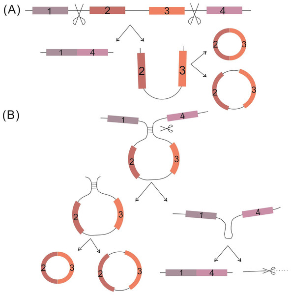 Proposed circRNA formation models.