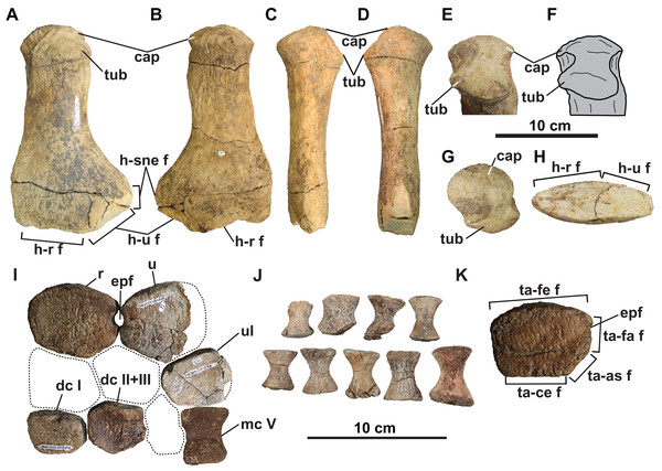 Forelimb (A–J) and hindlimb (K) elements of holotype of Fluvionectes sloanae, gen. et sp. nov.