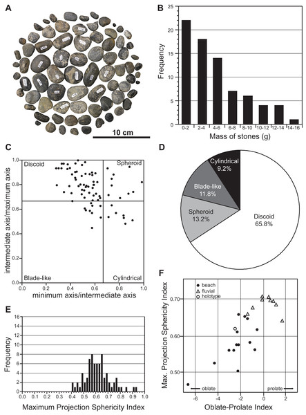 Mass and shape distribution of the 76 gastroliths associated with holotype of Fluvionectes sloanae, gen. et sp. nov.