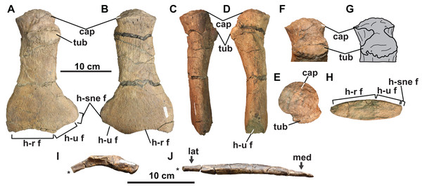 Skeletal elements of TMP 2009.037.0007, referred specimen of Fluvionectes sloanae, gen. et sp. nov.