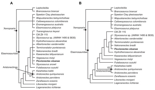 Strict reduced consensus topologies of Elasmosauridae based on analysis of the full matrix after exclusion of wildcard taxa from the set of most parsimonious trees (MPTs).