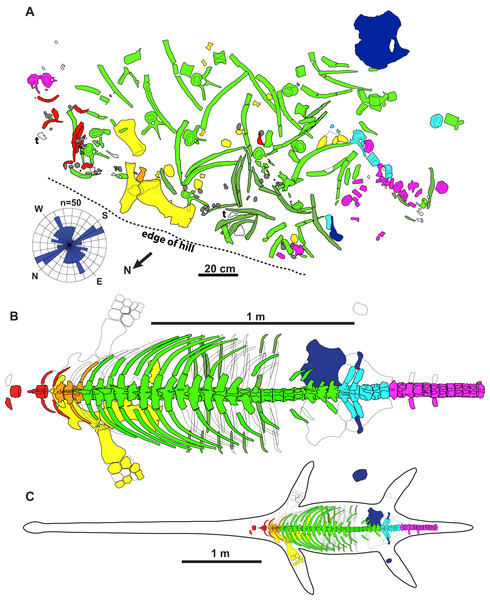 Quarry map and reconstruction of holotype of new genus and species of elasmosaurid.