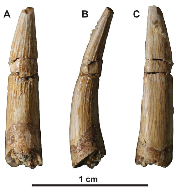 Tooth of holotype of Fluvionectes sloanae, gen. et sp. nov.