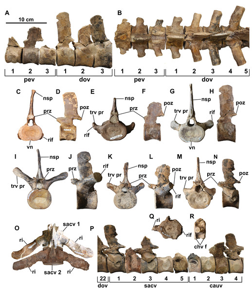 Select vertebrae of holotype of Fluvionectes sloanae, gen. et sp. nov.