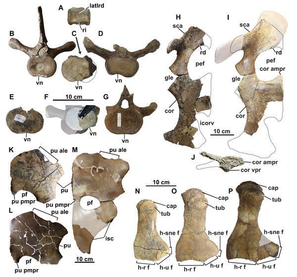 Vertebrae, pectoral and pelvic girdles, and humeri of Fluvionectes sloanae, gen. et sp. nov. from the Dinosaur Park Formation.