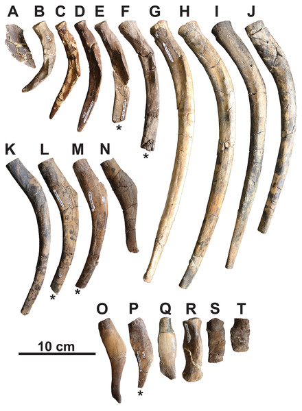 Representative ribs of holotype of Fluvionectes sloanae, gen. et sp. nov.