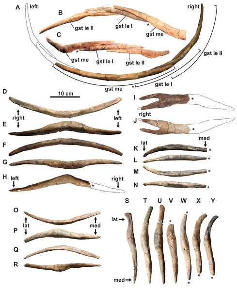 Gastralia of holotype of Fluvionectes sloanae, gen. et sp. nov.