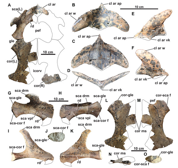 Pectoral girdle of holotype of Fluvionectes sloanae, gen. et sp. nov.