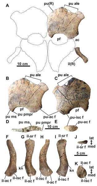 Pelvic girdle of holotype of Fluvionectes sloanae, gen. et sp. nov.