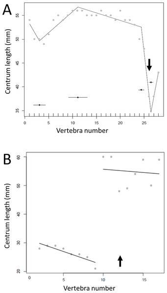Regressions for centrum lengths within the tails for members of the Thyreophora, (A) Kentrosaurus, (B) Dyoplosaurus.