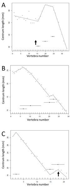 Regressions for centrum lengths within the tails for selected members of non-paravian Maniraptora (A) Ornithomimus (B) Ingenia, (C) Nomingia.