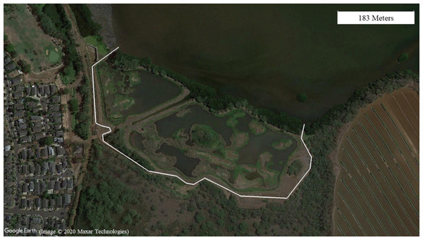 Honouliuli wetland unit with the white line representing the course of the fence and the two ends extending into the water at Pearl Harbor. Google Earth image, ©2020 Maxar Technologies.
