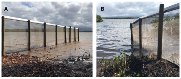 The west (A) and east (B) ends of the exclusion fence extending into Pearl Harbor, using the water as a natural barrier to exclude mammalian predators.