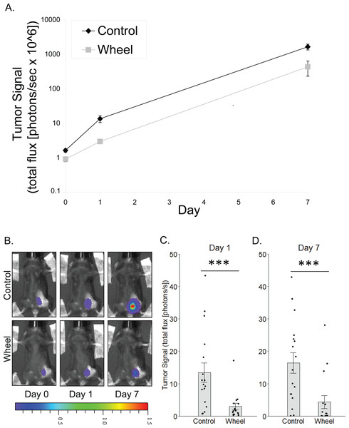 Effect of voluntary wheel running on mammary tumor in the C57BL/6-EO771 model of breast cancer.