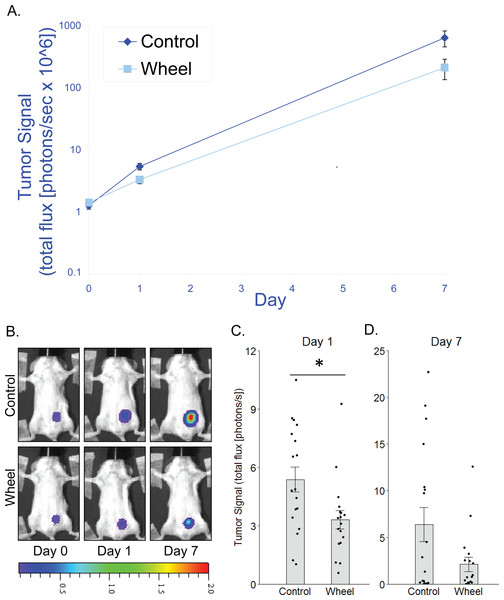 Effect of voluntary wheel running on EO771 mammary cancer in SCID mice.
