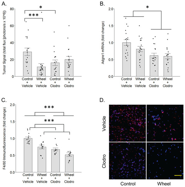 Effects of voluntary wheel running × clodronate treatment in the immunocompetent C57BL/6-EO771 model of breast cancer.