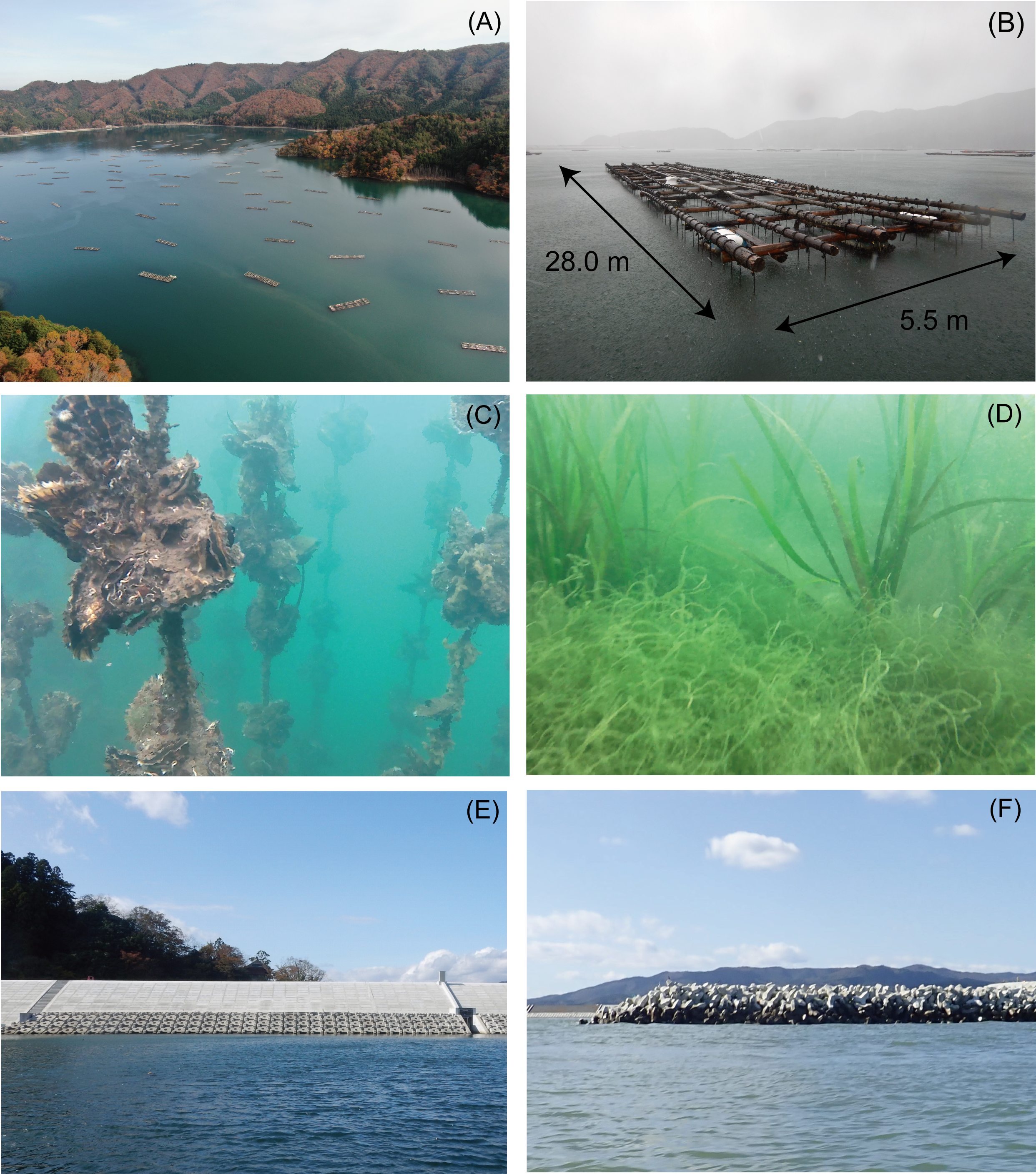 Protect seagrass meadows in China's waters