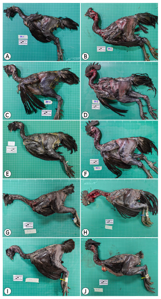 Ten cadavers of black-bone chickens used in this study; (A) (C6), (C) (C7), (E) (C8), (G) (C9), (I) (C10) were female, (B) (C1), (D) (C2), (F) (C3), (H) (C4), (J) (C5) were male.