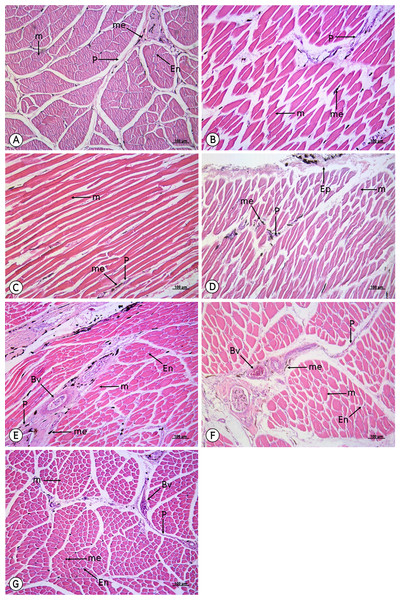 Low magnification of the histological results of striated muscles from the latissimus dorsi (A), serratus profundus (B), pectoralis (C), obliquus externus abdominis (D), complexus (E), biventer cervicis (F) and longus colli ventralis (G).