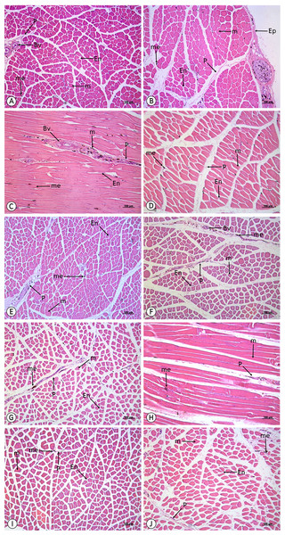 Low magnification of histological results of striated muscles from deltoidius pars propatagialis (A), extensor carpi radialis (B), ectepicondyloulnaris (C), extensor carpi ulnaris (D), deltoidius pars major (E), triceps brachii (F), biceps brachii (G), flexor carpi ulnaris (H), flexor digitorum profundus (I) and pronator superficialis (J).