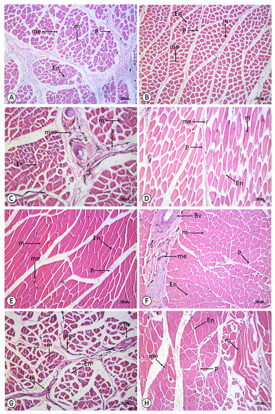 Low magnification of histological results of striated muscle from iliotibialis cranialis (A), iliotibialis lateralis pars preacetabularis (B), iliotibialis lateralis pars postacetabularis (C), flexor cruris lateralis (D), gastrocnemius (E), flexor perforans et perforatus digiti II (F), flexor perforans et perforatus digiti III (G) and fibularis longus (H).