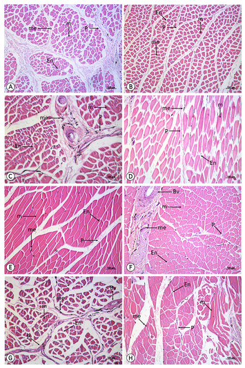 Consistency of dark skeletal muscles in Thai native black-bone chickens ...