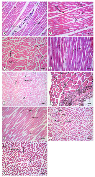 Low magnification of histological results of striated muscles from the iliotrochantericus cranialis (A), iliotrochantericus medius (B), iliofemorarlis internus (C), femorotibailis lateralis (D), flexor cruris medialis (E), puboischiofemoralis pars medialis (F), femorotibailis medialis (G), ambiens (H) and femorotibialis intermedius (I).