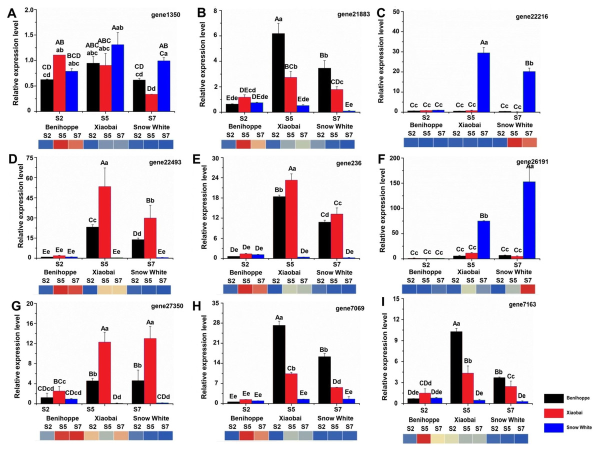 Identification Of Candidate Genes Influencing Anthocyanin Biosynthesis During The Development