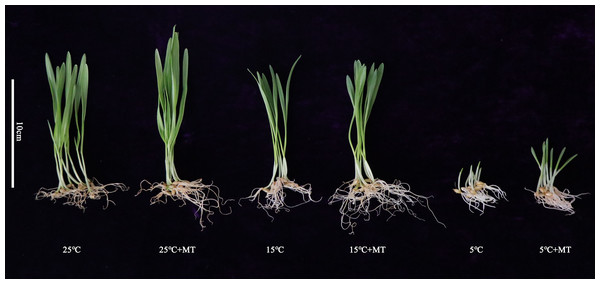 Growth status of hulless barley seedlings under different treatment conditions.