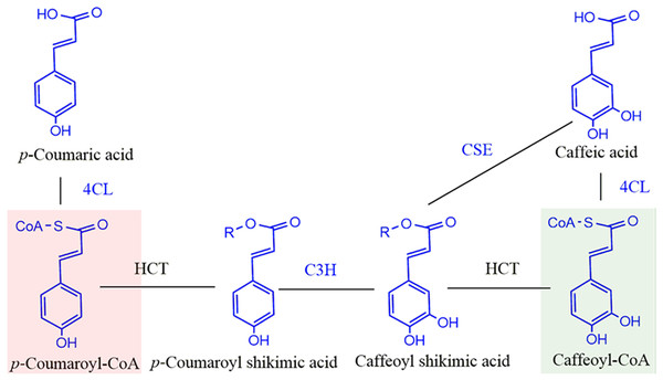 Schematic diagram of reaction catalyzed by HCT in monolignol biosynthesis pathway.