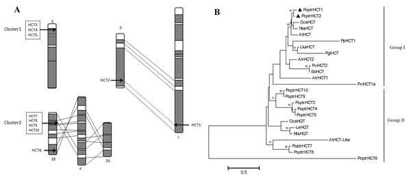 PoptrHCT orthologs organization and phylogenetic analysis.