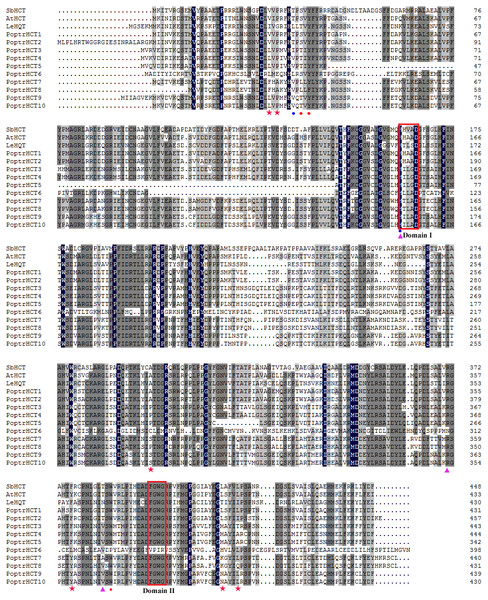 Alignment of PoptrHCT and PoptrHCT orthologs compared to shikimate-specific HCTs from Arabidopsis and sorghum and HQT from tomato.