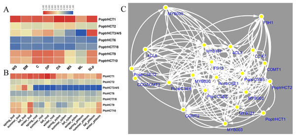 Expression profile and co-expression network of HCT orthologs in poplar.