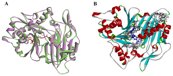 The structure of PtoHCT1 and docking with caffeoyl-CoA.