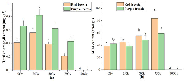 Influences of different irradiation doses on total chlorophyll content (A) and MDA (B) of the two freesia varieties.
