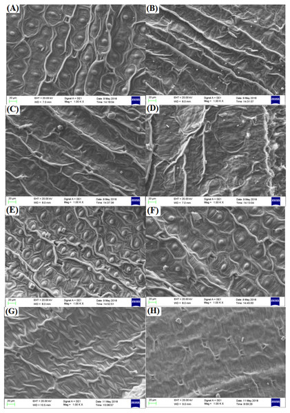 Influences of different irradiation doses on micro-morphology of the leaf epidermis.