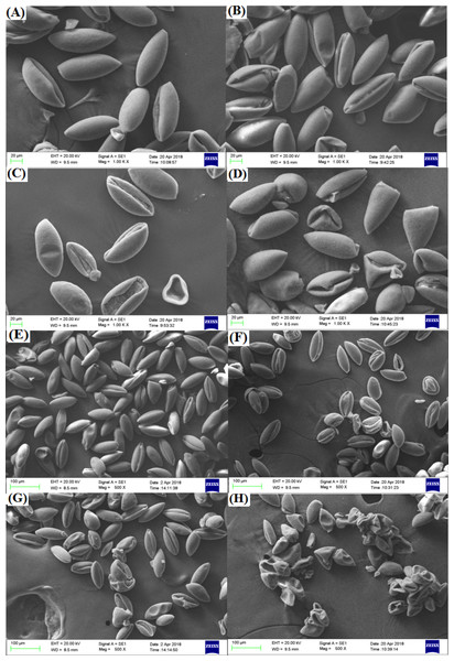 Influences of different radiation doses on micro-morphology of the pollen.